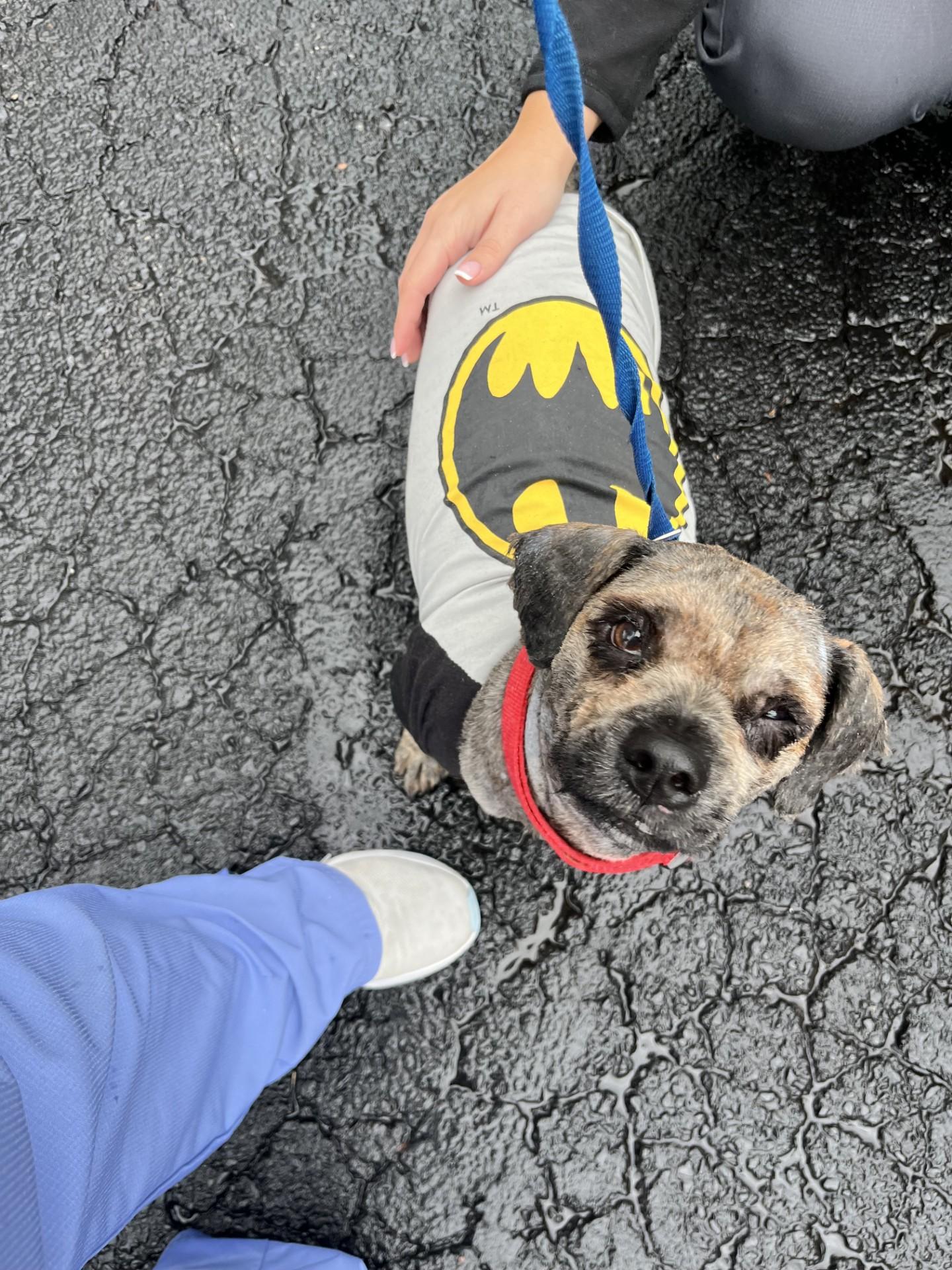 Enlarge #187 Georgie, a Adoptable Lhasa Apso in Pawtucket, RI image 1/1