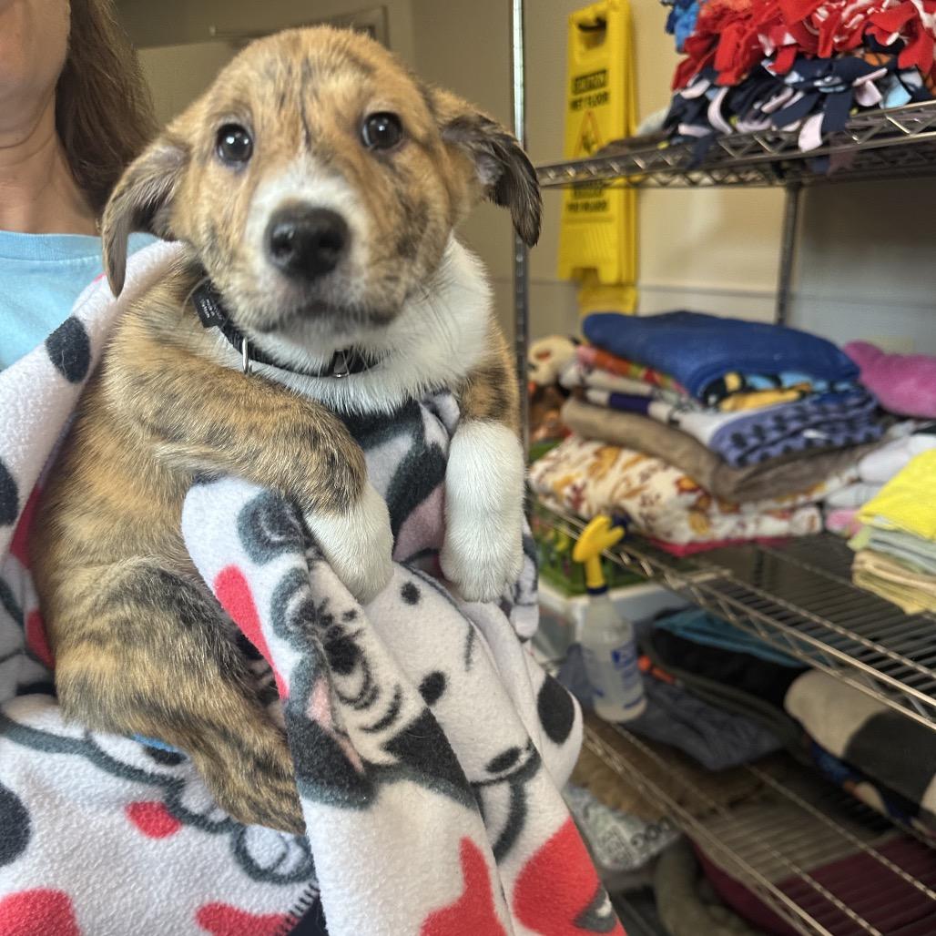 Enlarge Shelby, a Adoptable mixed breed in Columbia Station, OH image 1/6