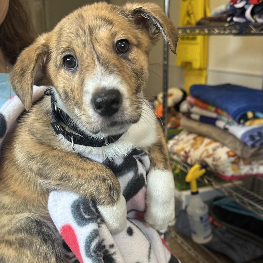 Enlarge Shelby, a Adoptable mixed breed in Columbia Station, OH image 2/6