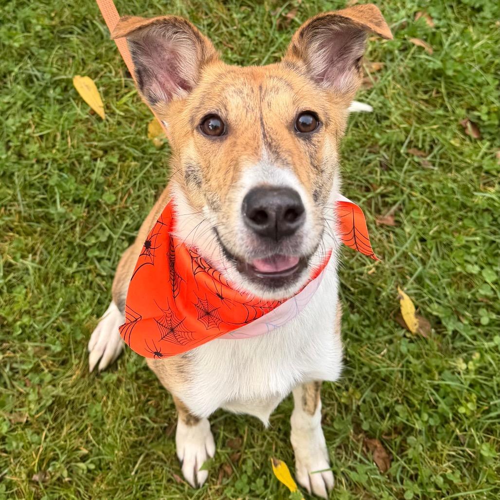 Enlarge Shelby, a Adoptable mixed breed in Columbia Station, OH image 3/6