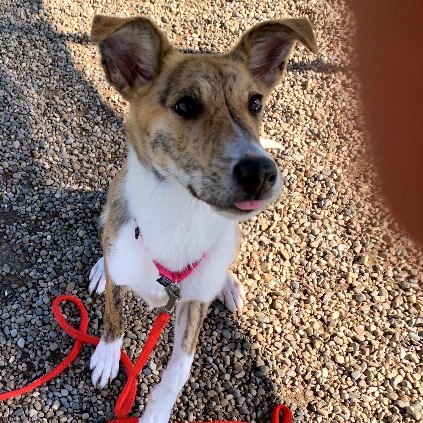 Enlarge Shelby, a Adoptable mixed breed in Columbia Station, OH image 4/6