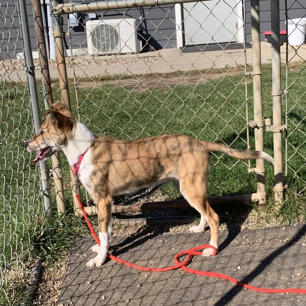 Enlarge Shelby, a Adoptable mixed breed in Columbia Station, OH image 5/6