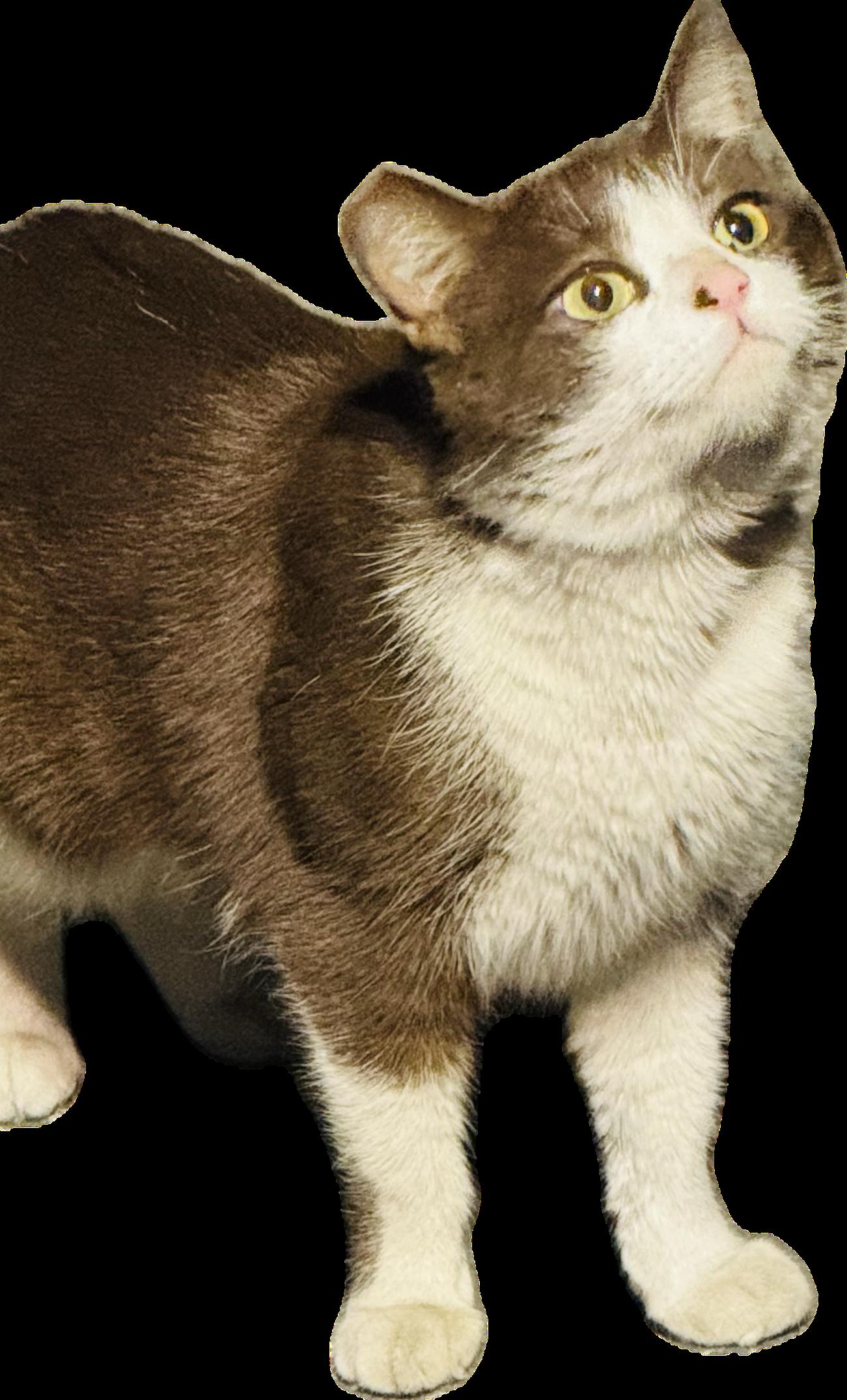 Enlarge Galinda, a ADOPTABLE Domestic Short Hair in Las Vegas, NV image 5/5