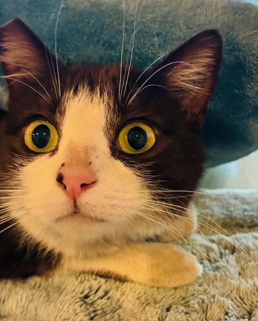 Enlarge Galinda, a ADOPTABLE Domestic Short Hair in Las Vegas, NV image 1/5