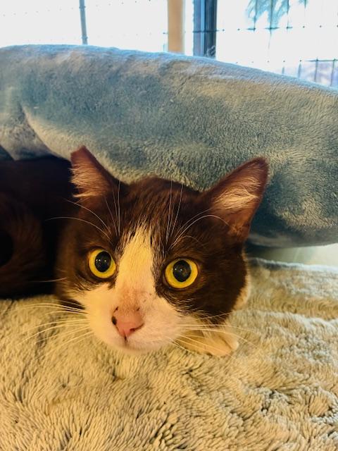 Enlarge Galinda, a ADOPTABLE Domestic Short Hair in Las Vegas, NV image 3/5