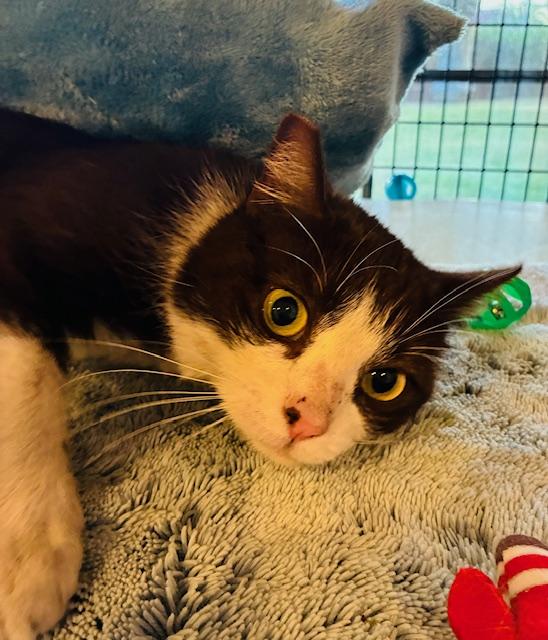 Enlarge Galinda, a ADOPTABLE Domestic Short Hair in Las Vegas, NV image 2/5