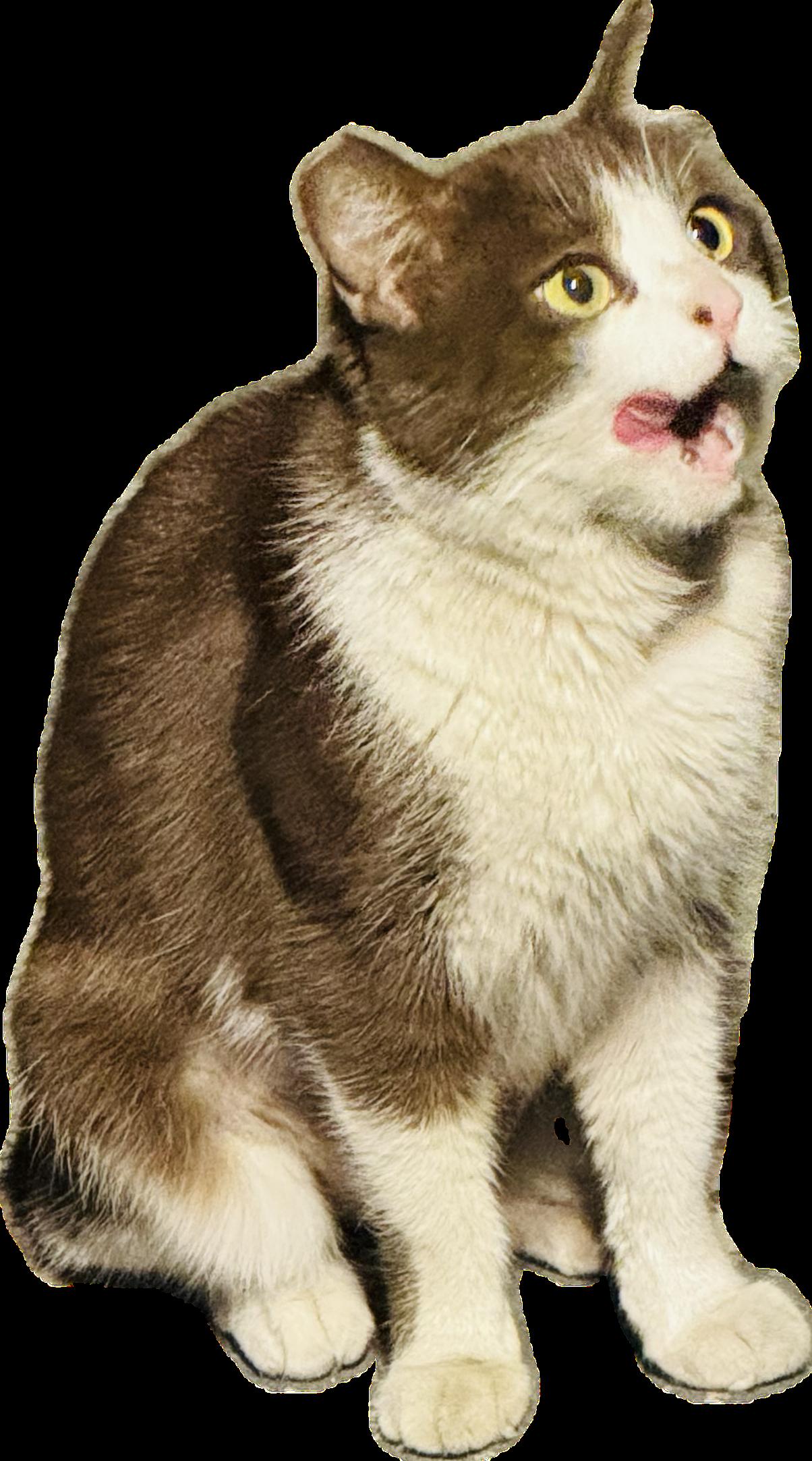 Enlarge Galinda, a ADOPTABLE Domestic Short Hair in Las Vegas, NV image 4/5