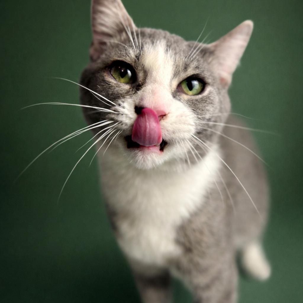 Enlarge Fish, a ADOPTABLE Domestic Short Hair in Rixeyville, VA image 3/4
