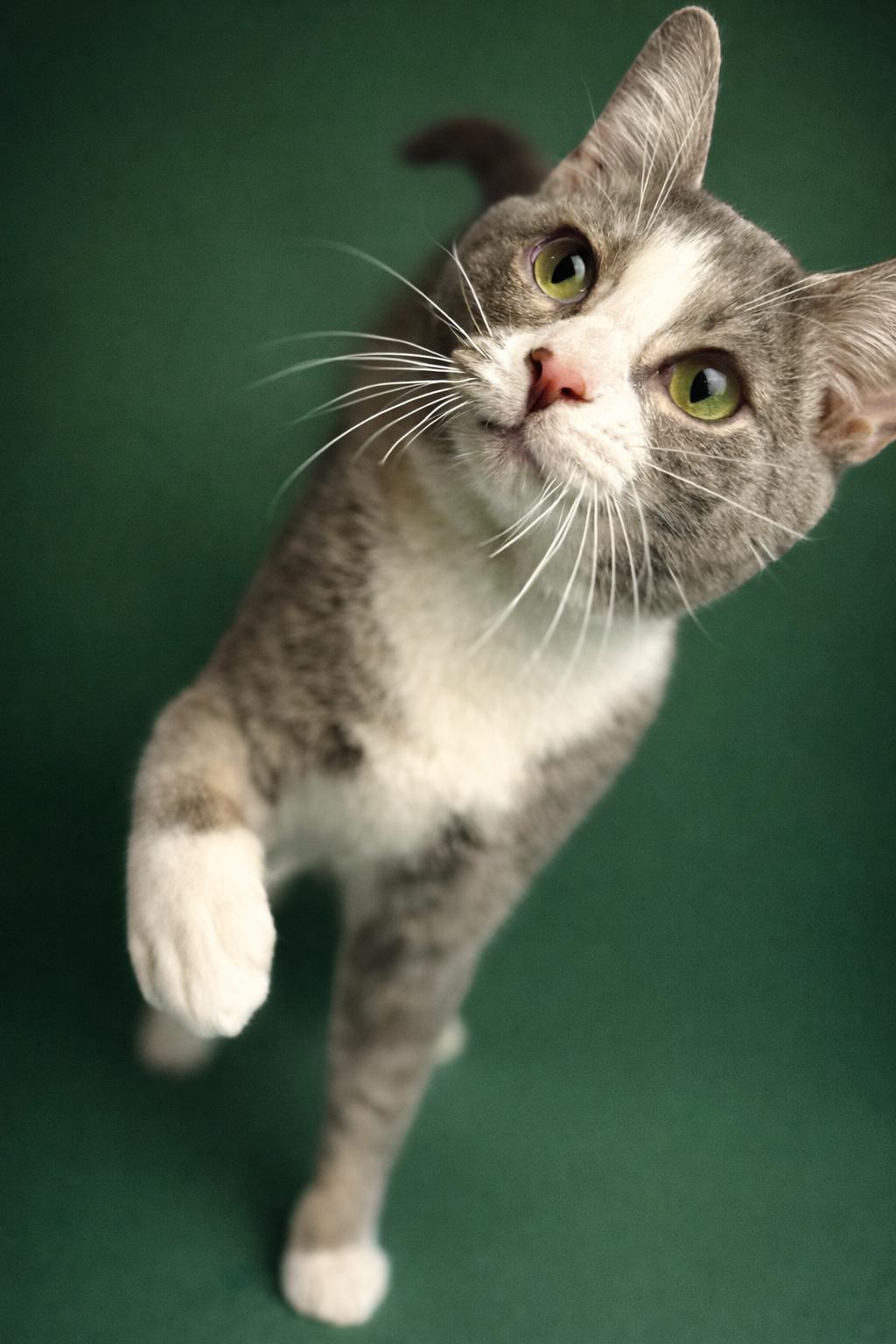Enlarge Fish, a ADOPTABLE Domestic Short Hair in Rixeyville, VA image 1/4