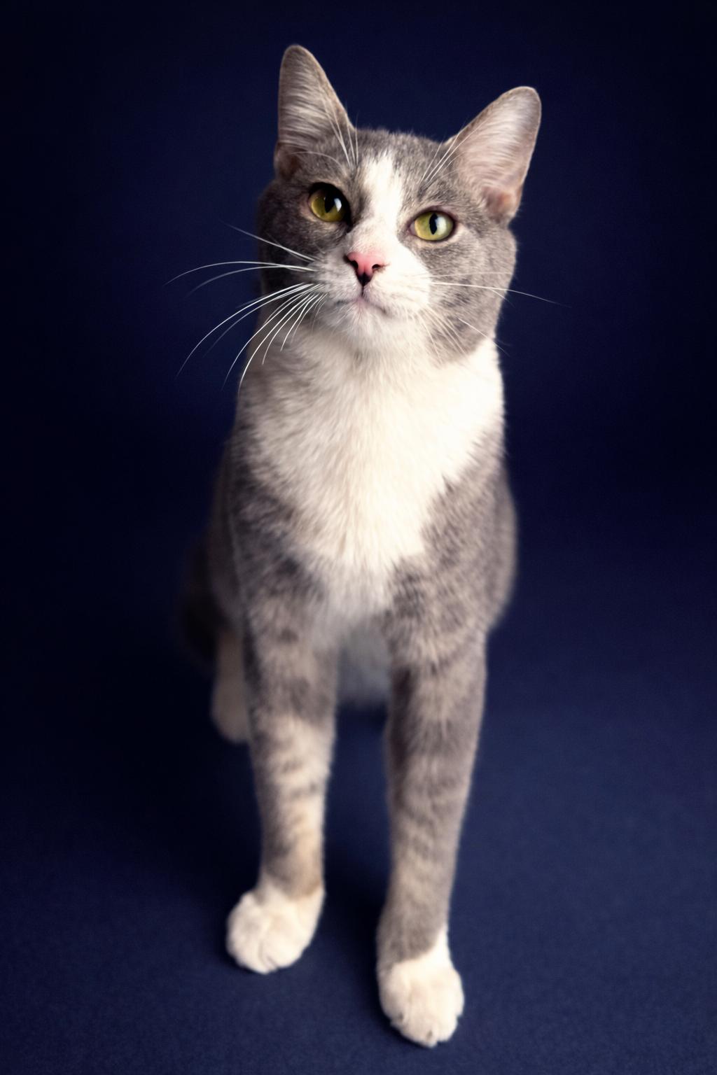 Enlarge Fish, a ADOPTABLE Domestic Short Hair in Rixeyville, VA image 2/4
