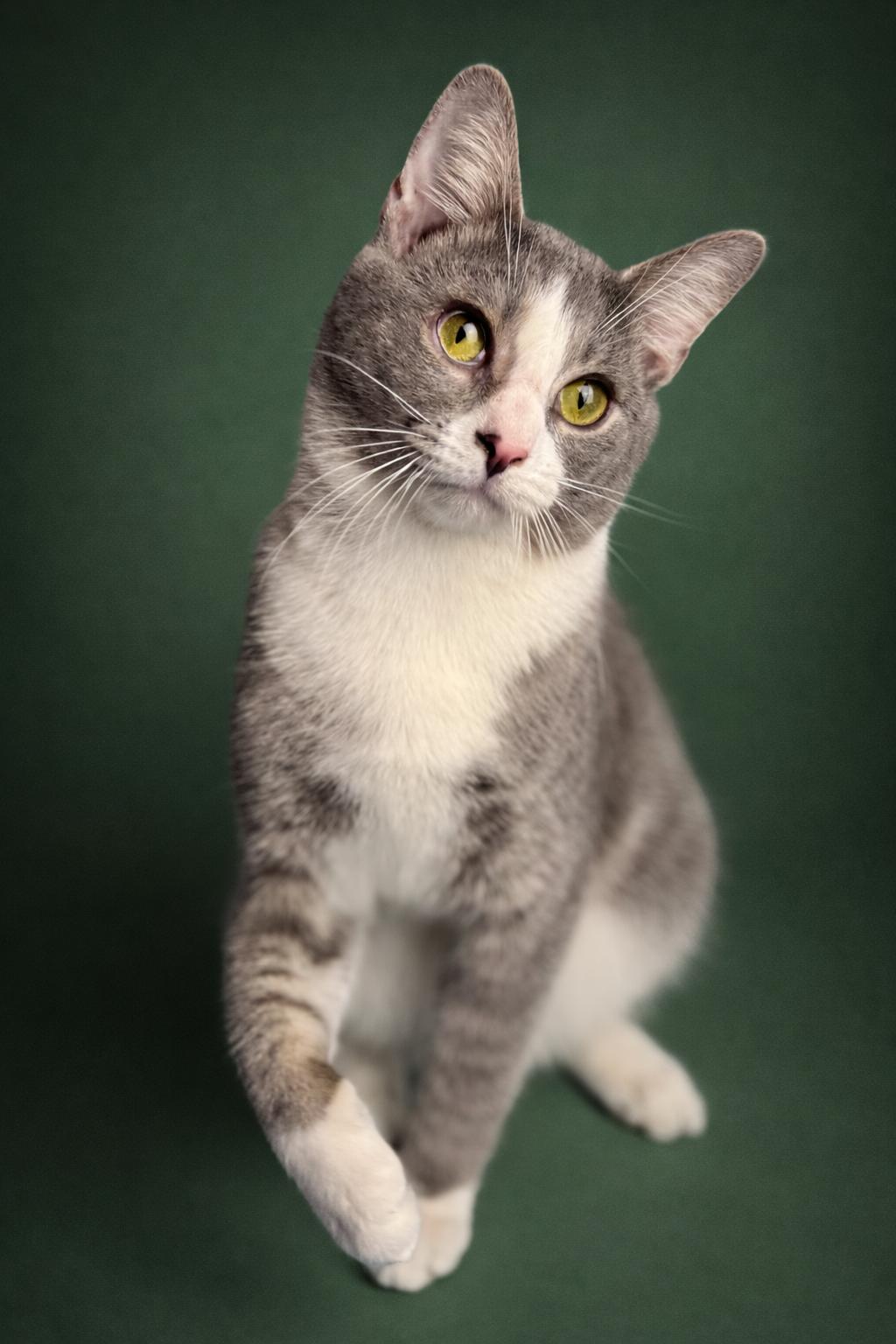 Enlarge Fish, a ADOPTABLE Domestic Short Hair in Rixeyville, VA image 4/4