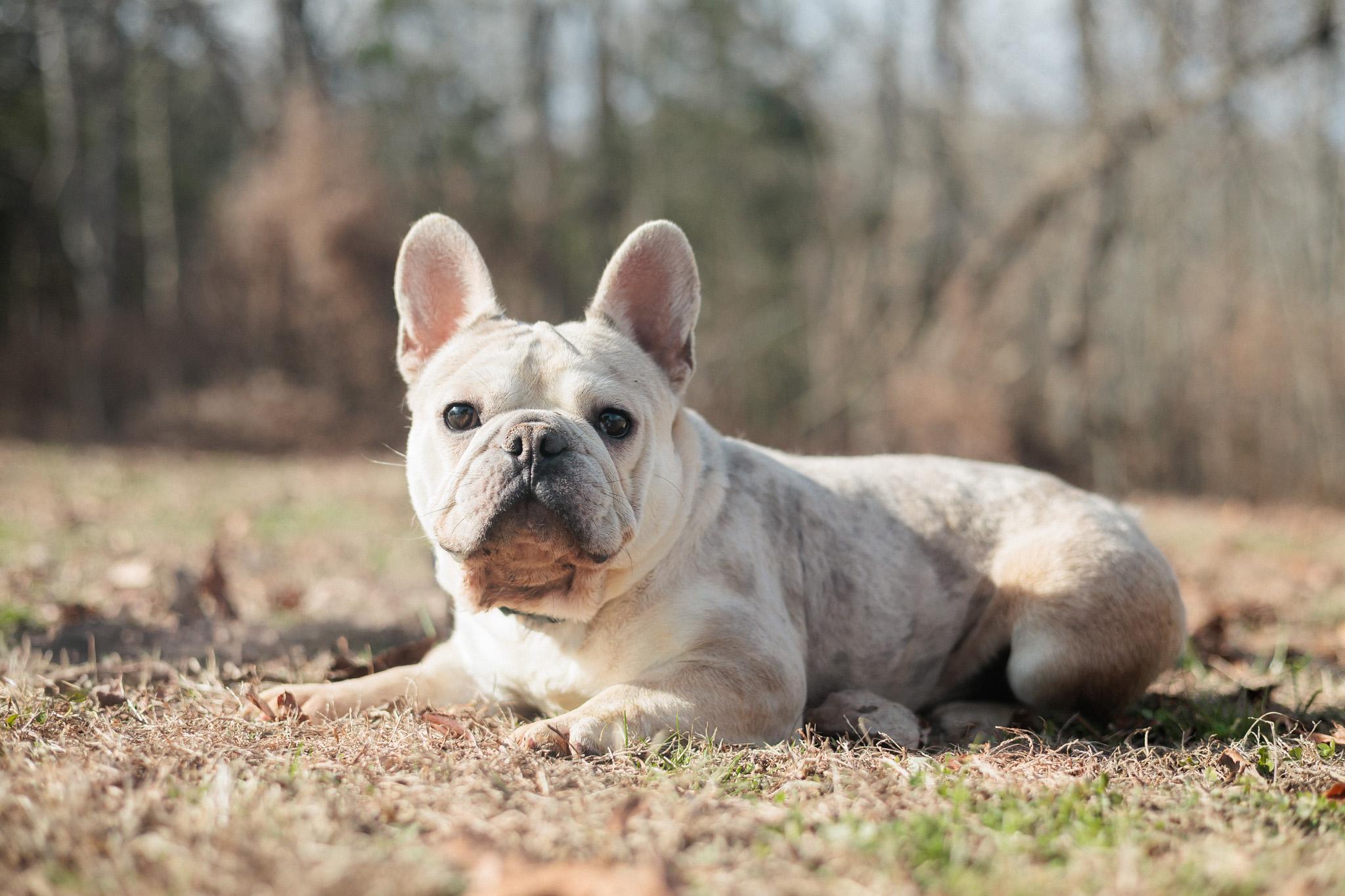 Enlarge Liam - Transport, an adopted French Bulldog in Wilmington, OH image 1/6