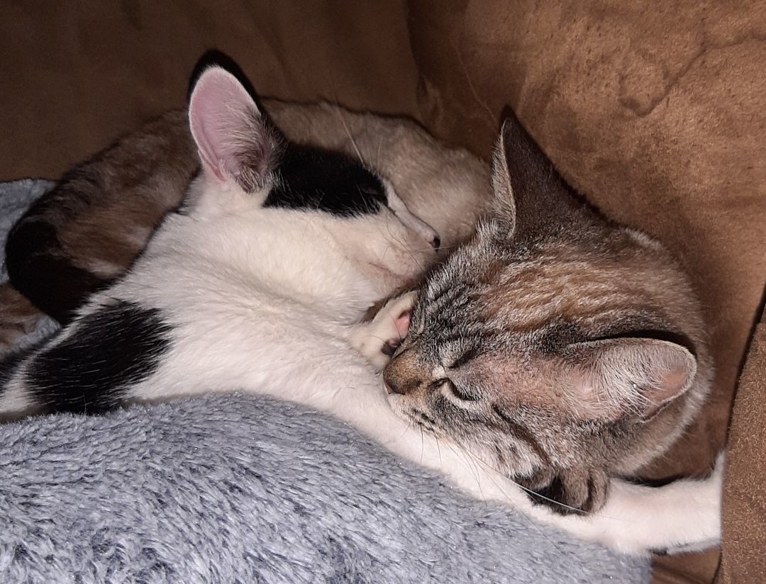 BoPeep, a Adoptable American Shorthair in Merced, CA image 1/6