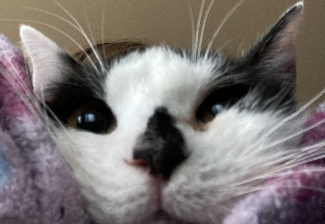 BoPeep, a Adoptable American Shorthair in Merced, CA image 3/6