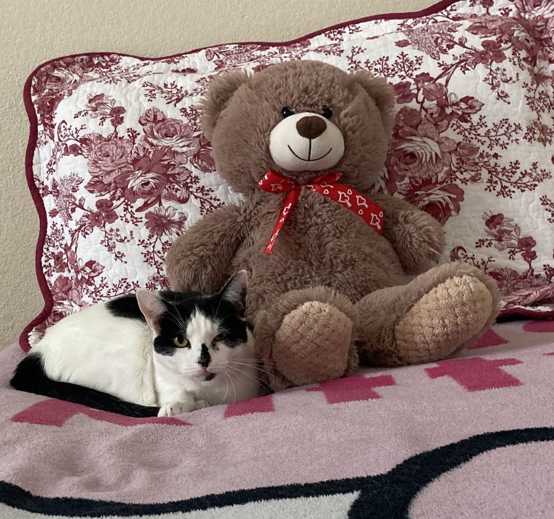 BoPeep, a Adoptable American Shorthair in Merced, CA image 4/6