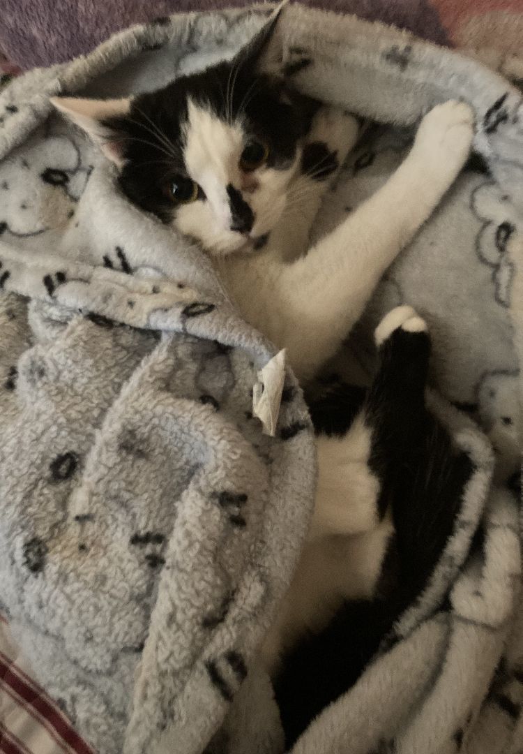 BoPeep, a Adoptable American Shorthair in Merced, CA image 5/6