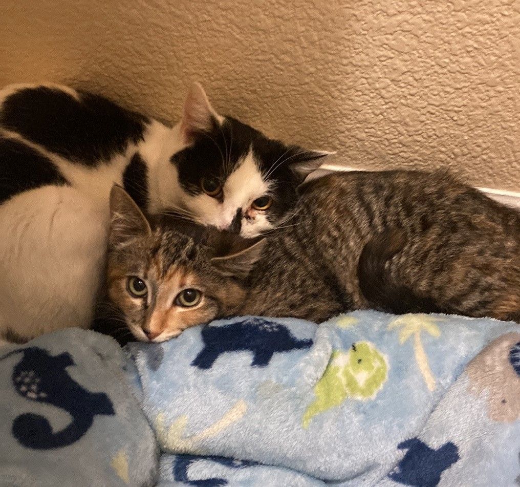 BoPeep, a Adoptable American Shorthair in Merced, CA image 6/6