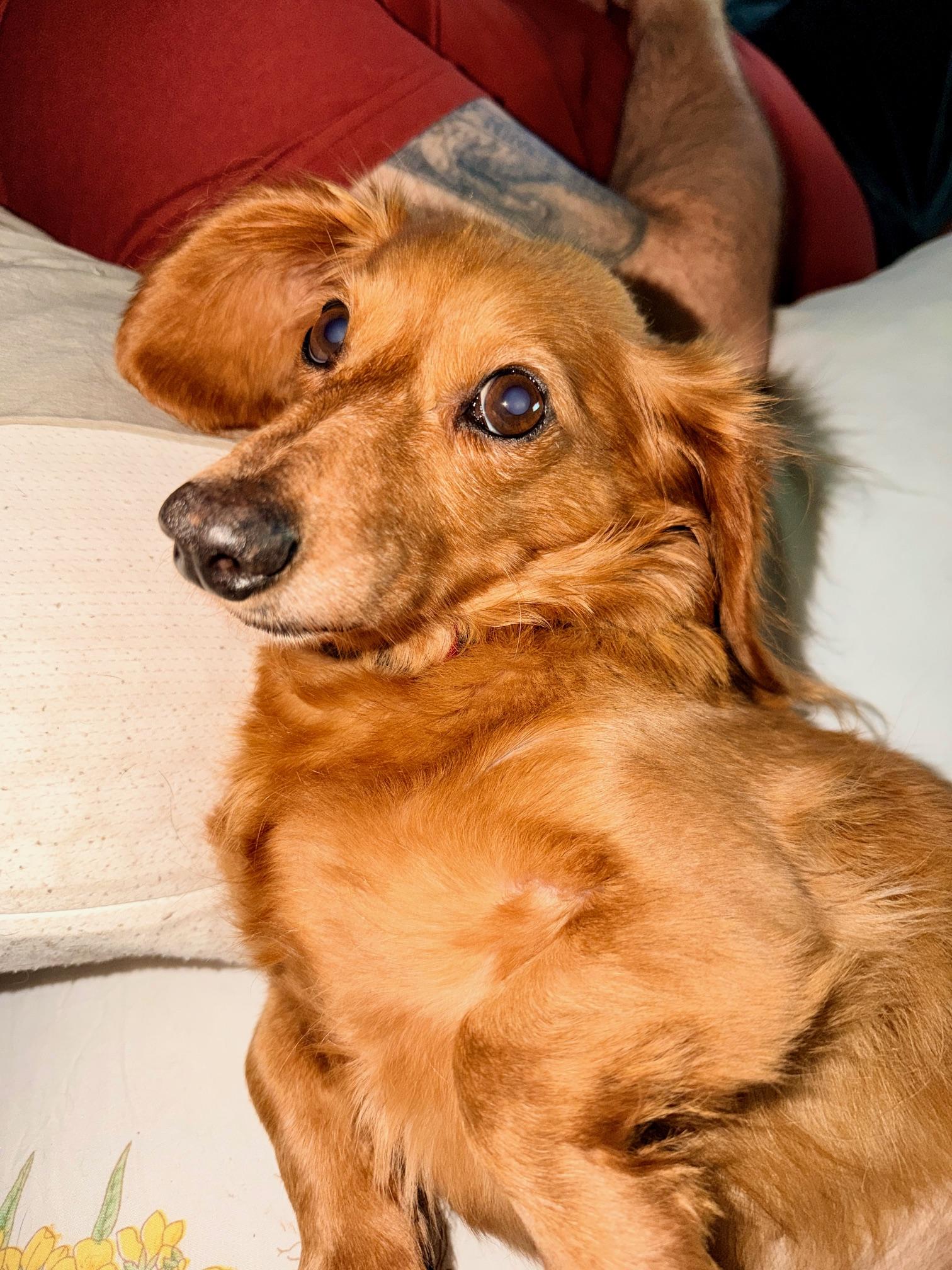 Enlarge Maxine, an adopted mixed breed in Burbank, CA image 4/4