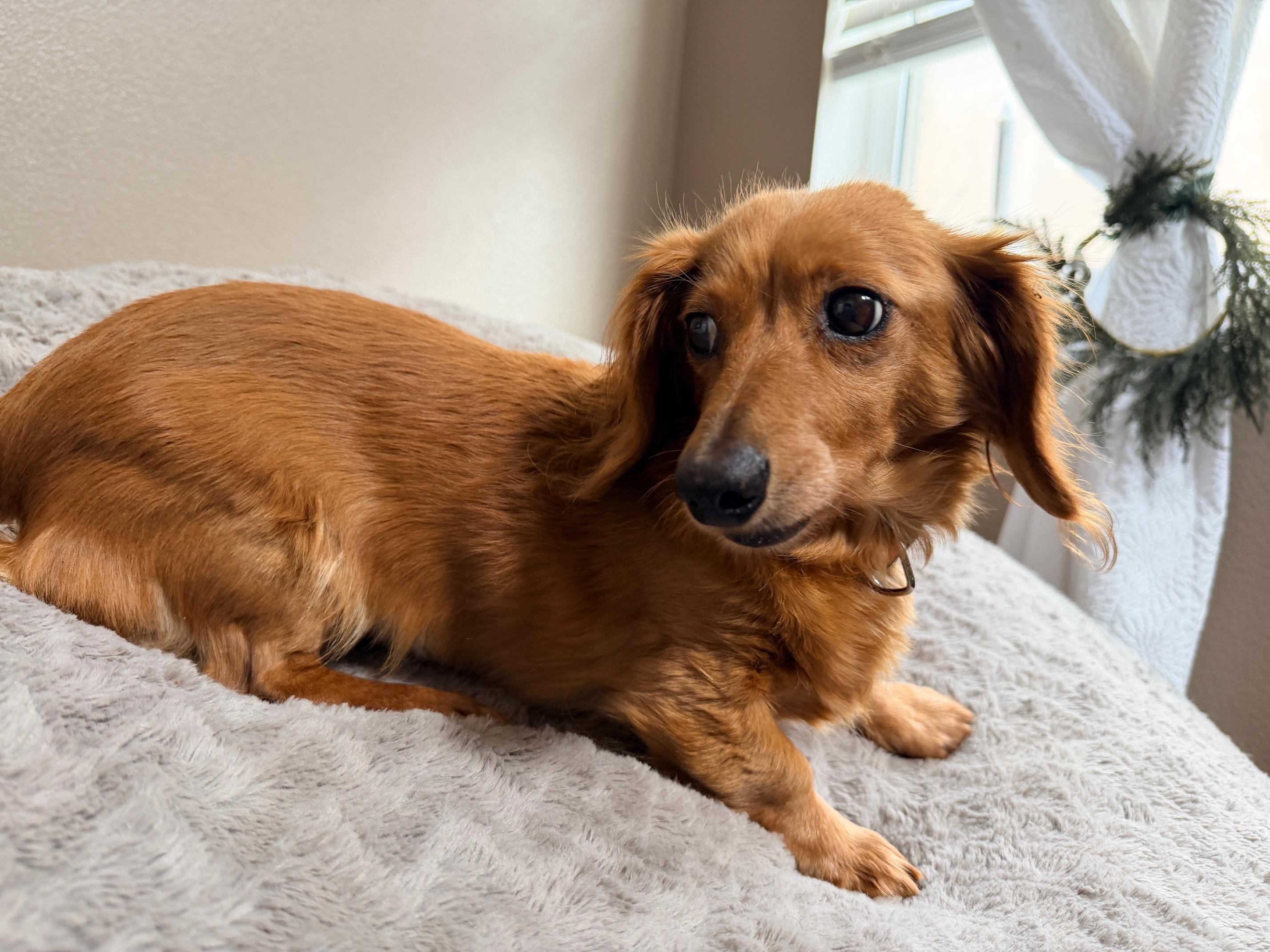 Maxine, adopted, Adult Female Dachshund.