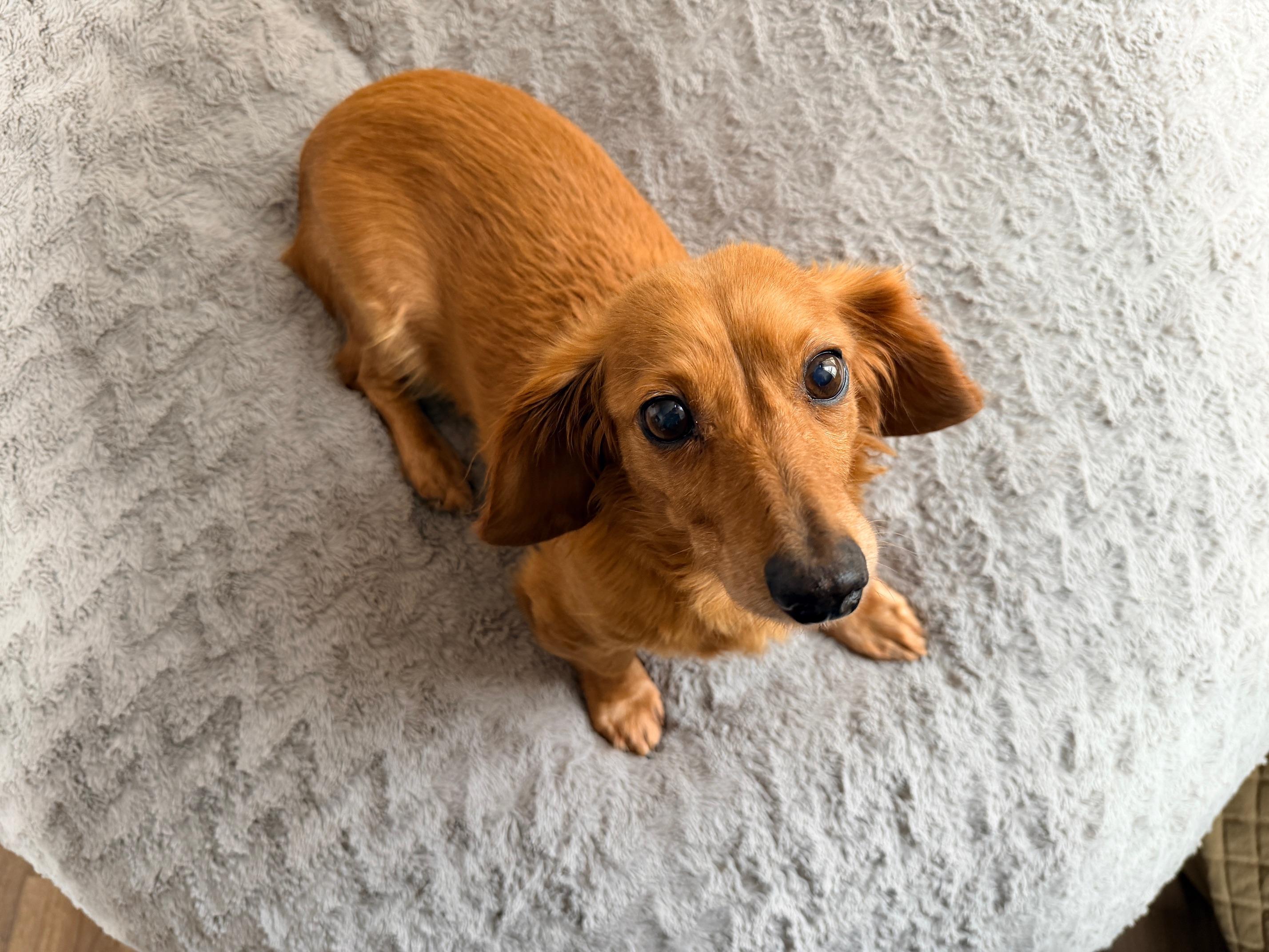 Enlarge Maxine, an adopted mixed breed in Burbank, CA image 3/4