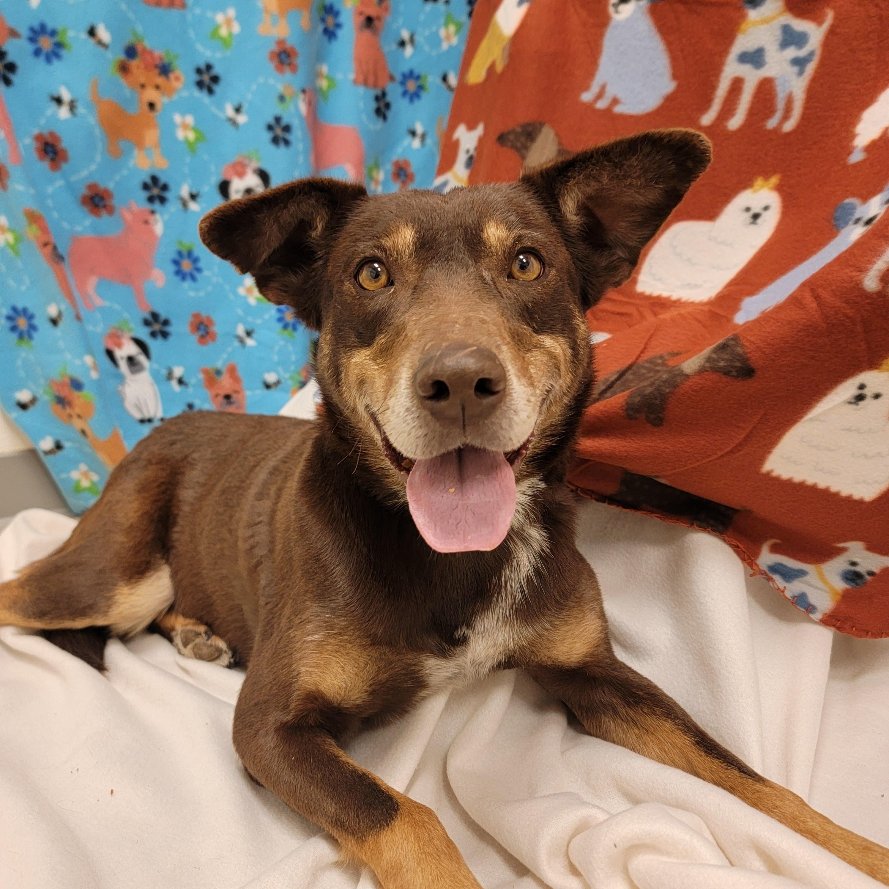 Sage, ADOPTABLE, Adult Female Australian Kelpie.