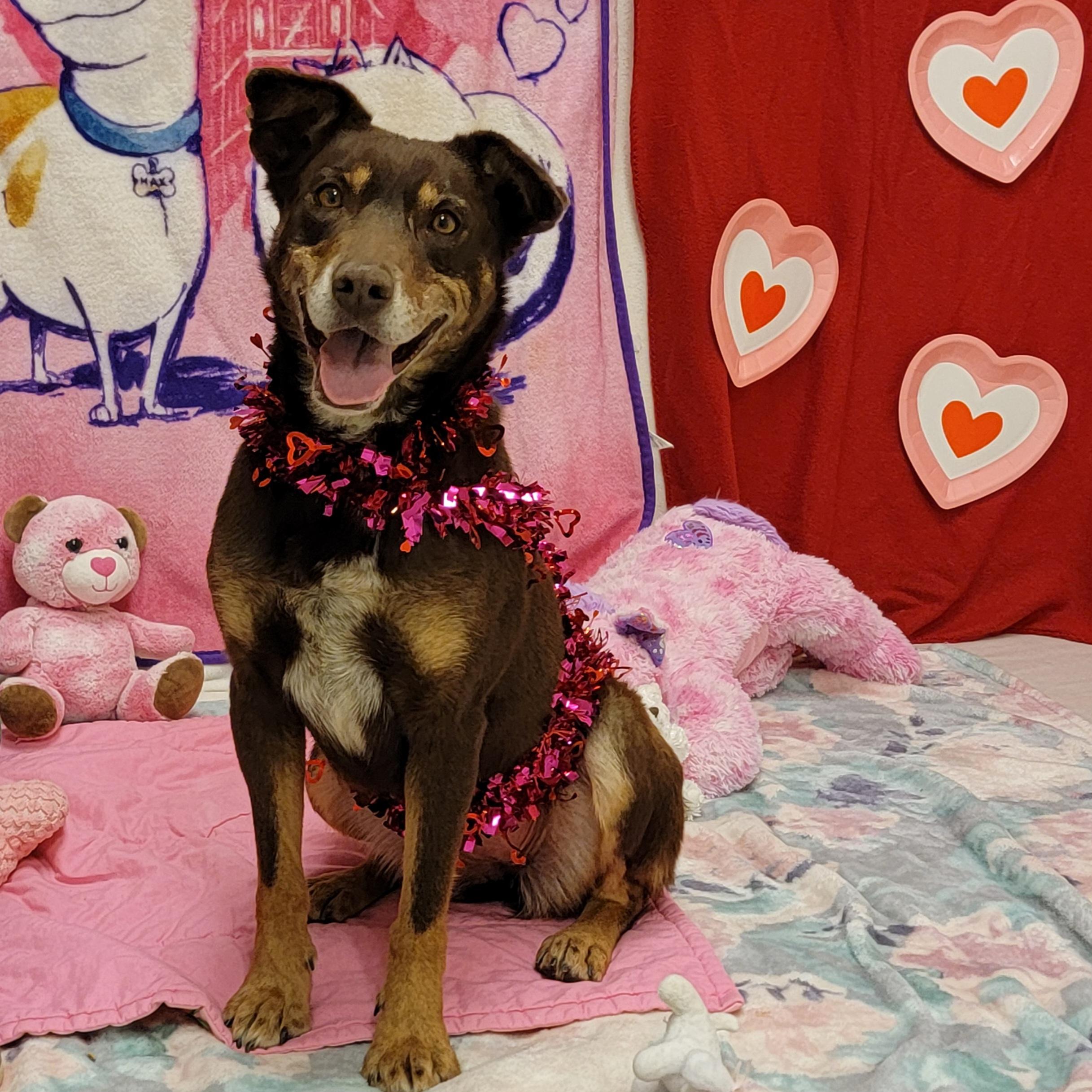 Sage, ADOPTABLE, Adult Female Australian Kelpie.