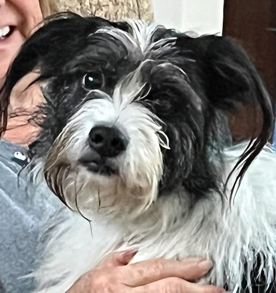 Oreo Cookie, Adopted, Adult Female Shih Tzu & Terrier.