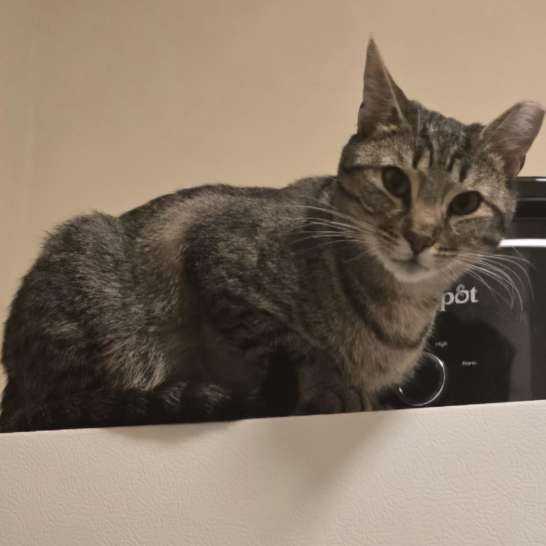 Luna, a Adoptable Domestic Short Hair in Lemoyne, PA image 6/6