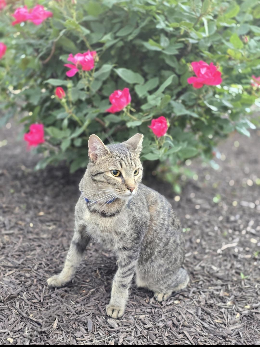 Luna, a Adoptable Domestic Short Hair in Lemoyne, PA image 3/6