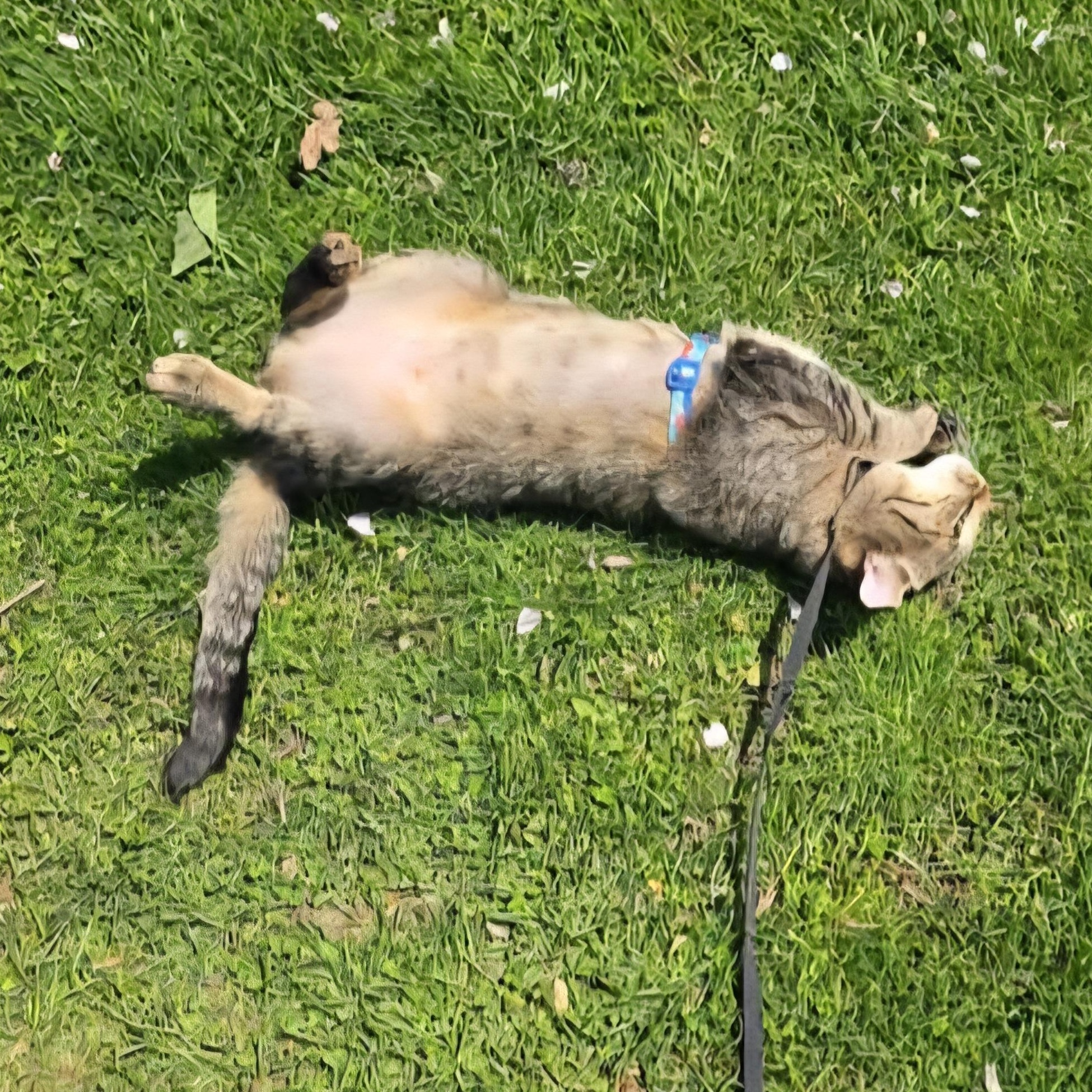 Luna photo 2