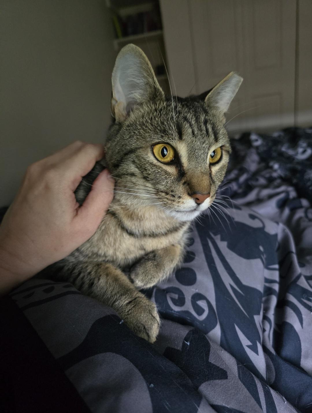 Luna, a Adoptable Domestic Short Hair in Lemoyne, PA image 4/6