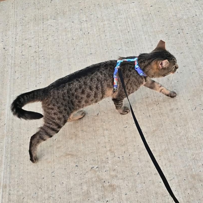 Luna, Adult Female Domestic Short Hair