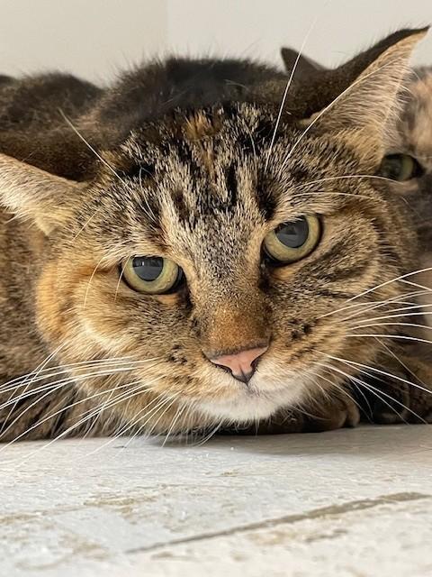 Enlarge Holly, a Adoptable Domestic Short Hair in Hayward, WI image 1/1