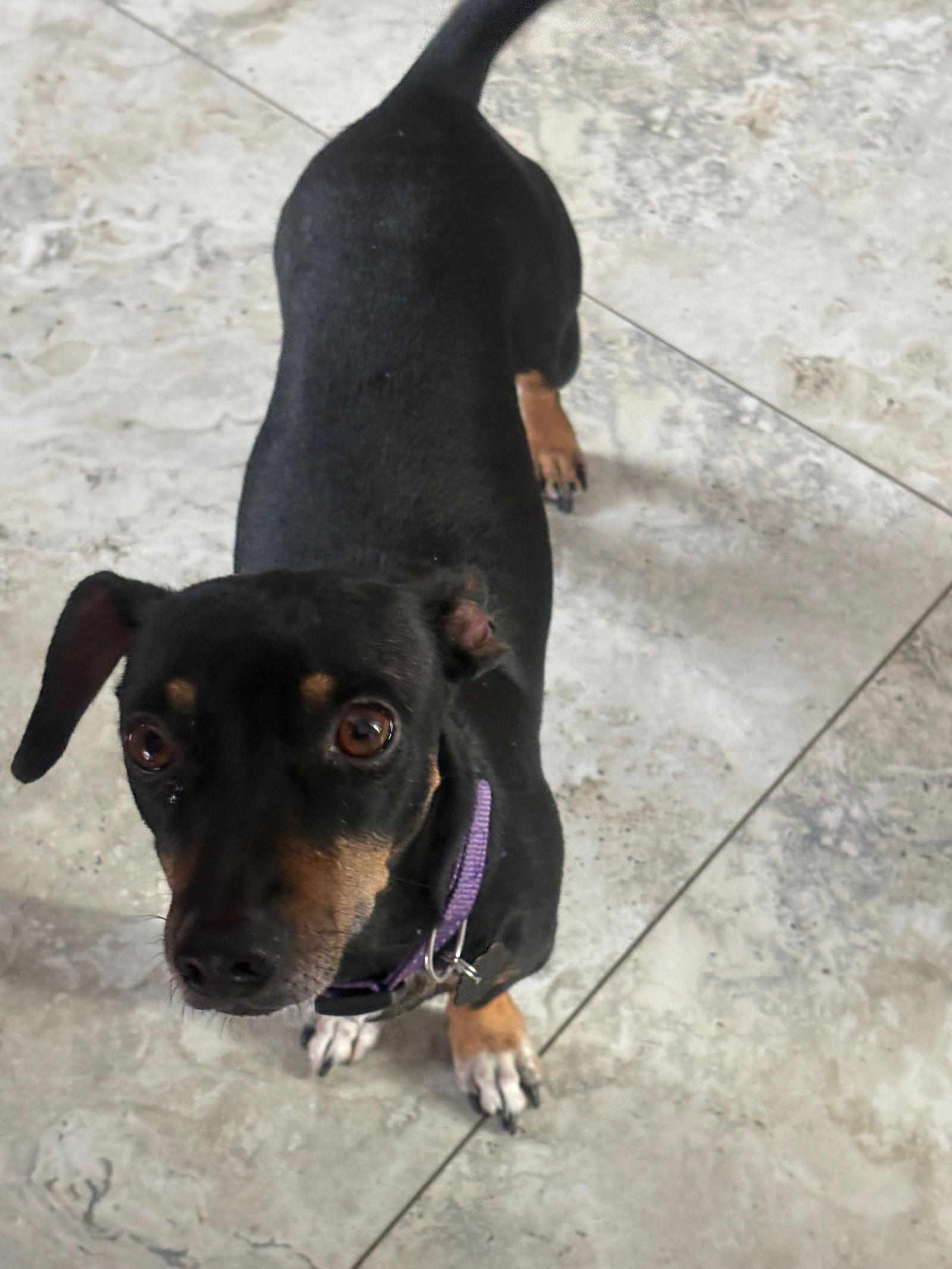 Lovey, Adoptable, Adult Female Dachshund.