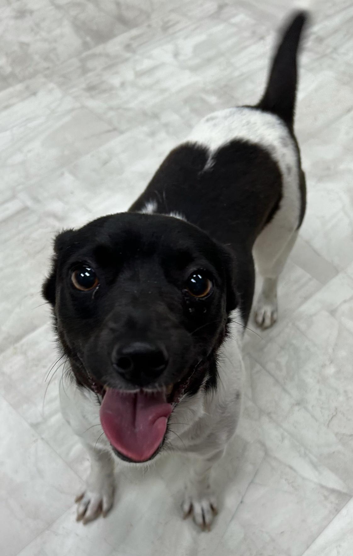 Enlarge Roger, an adopted mixed breed in Neillsville, WI image 3/5