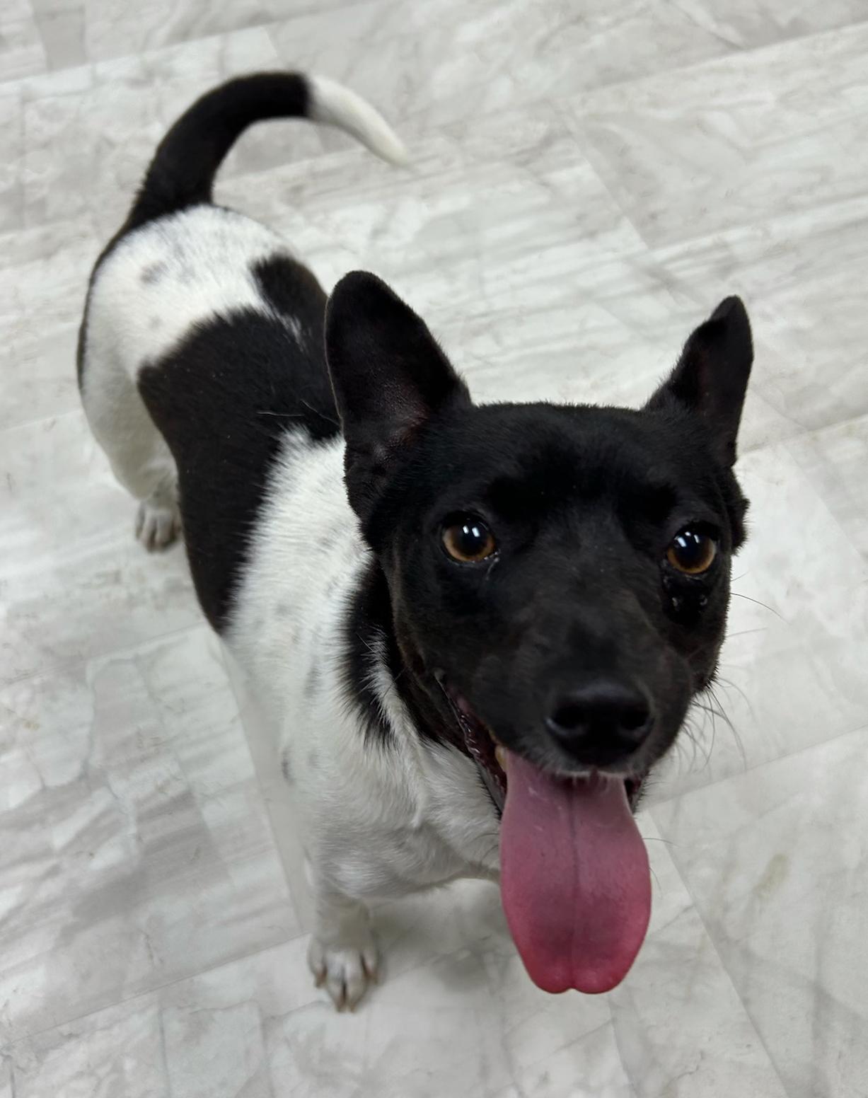 Enlarge Roger, an adopted mixed breed in Neillsville, WI image 2/5