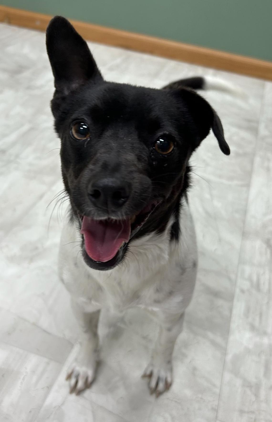 Enlarge Roger, an adopted mixed breed in Neillsville, WI image 4/5