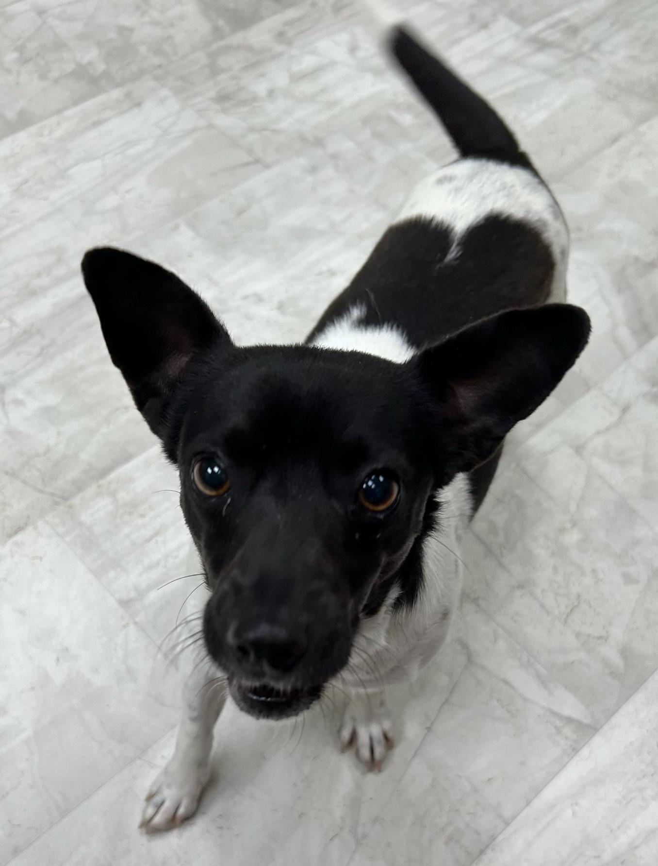 Enlarge Roger, an adopted mixed breed in Neillsville, WI image 1/5