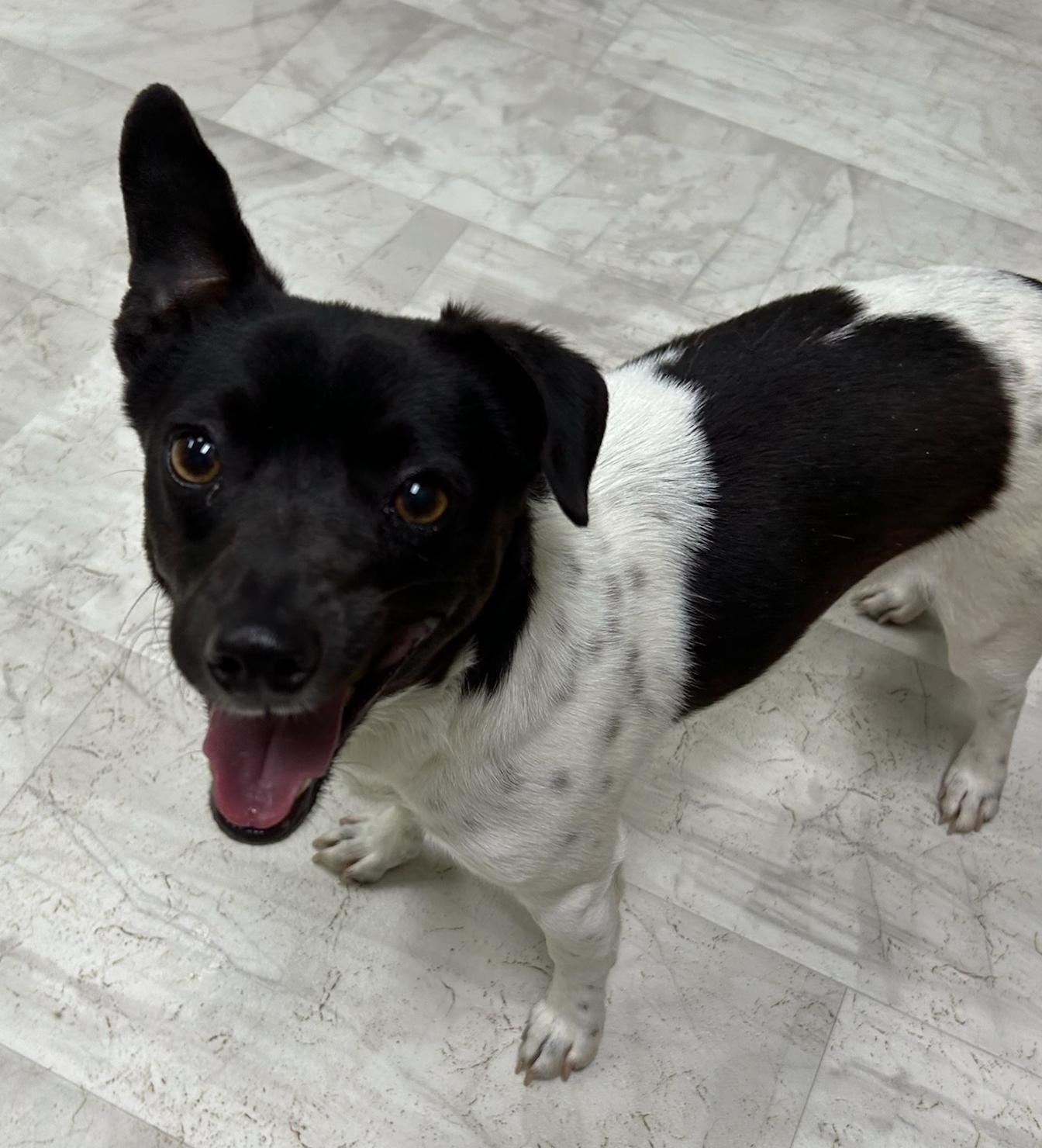 Enlarge Roger, an adopted mixed breed in Neillsville, WI image 5/5