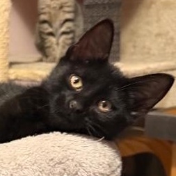 Nacho, a ADOPTABLE Domestic Short Hair in Lansing, MI image 1/2