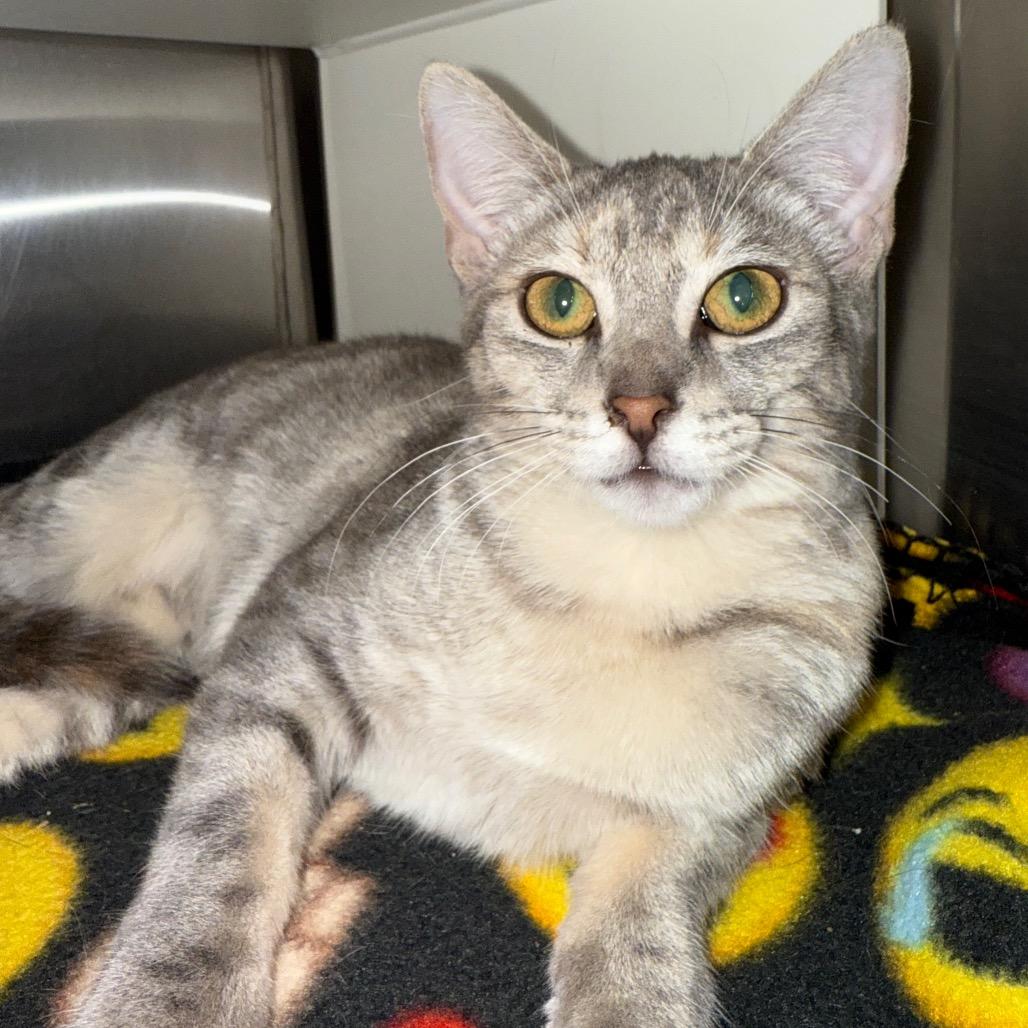 Enlarge Kimmy, a Adoptable Domestic Short Hair in Cedaredge, CO image 1/6