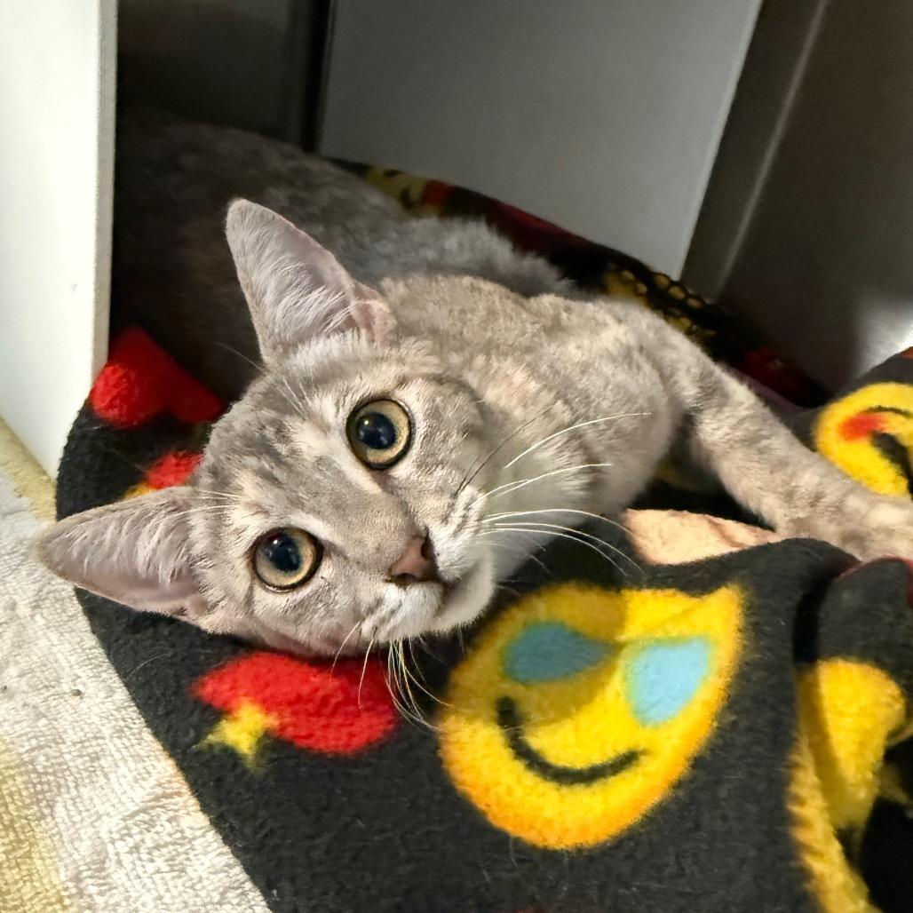 Enlarge Kimmy, a Adoptable Domestic Short Hair in Cedaredge, CO image 2/6