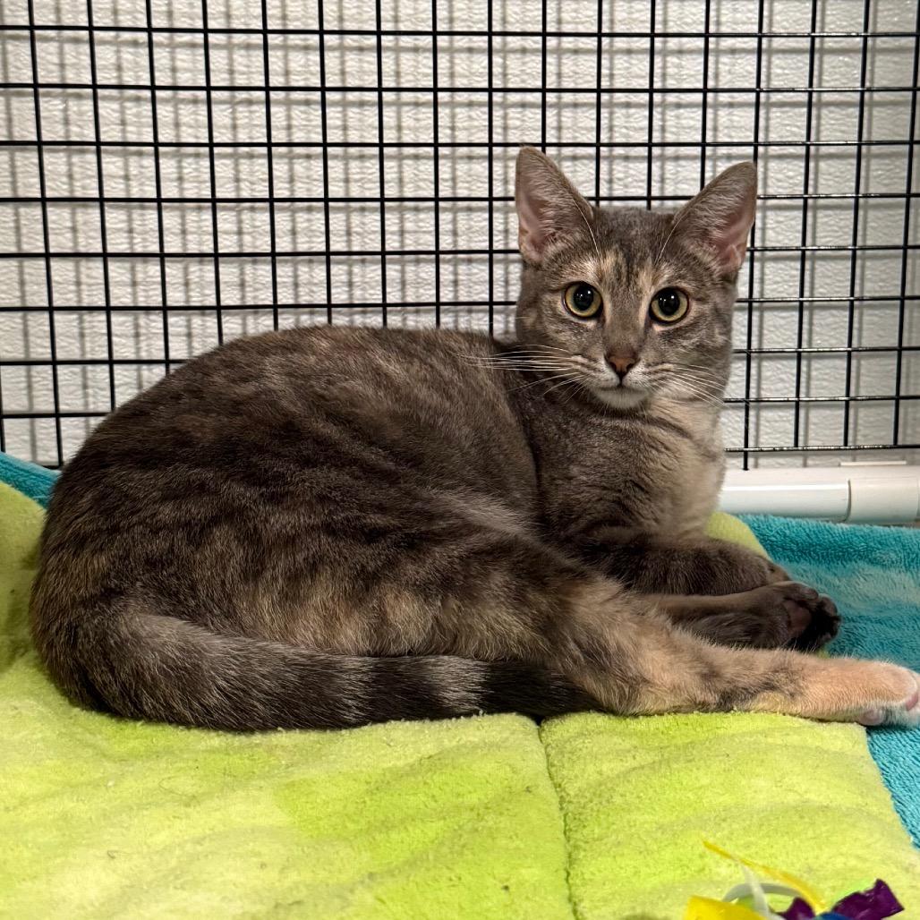 Enlarge Kimmy, a Adoptable Domestic Short Hair in Cedaredge, CO image 4/6