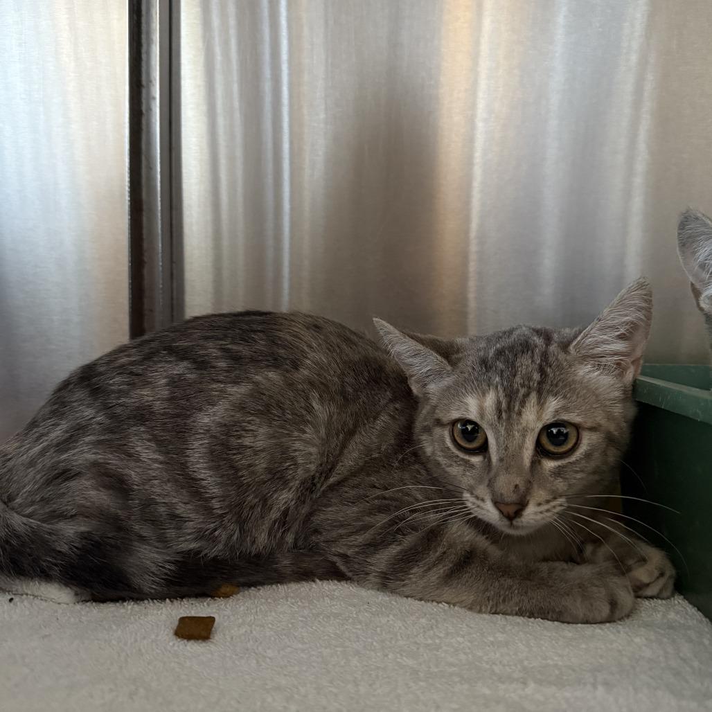 Enlarge Kimmy, a Adoptable Domestic Short Hair in Cedaredge, CO image 5/6