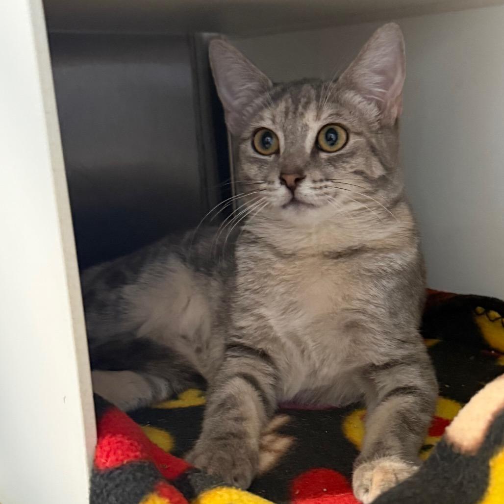 Enlarge Kimmy, a Adoptable Domestic Short Hair in Cedaredge, CO image 6/6