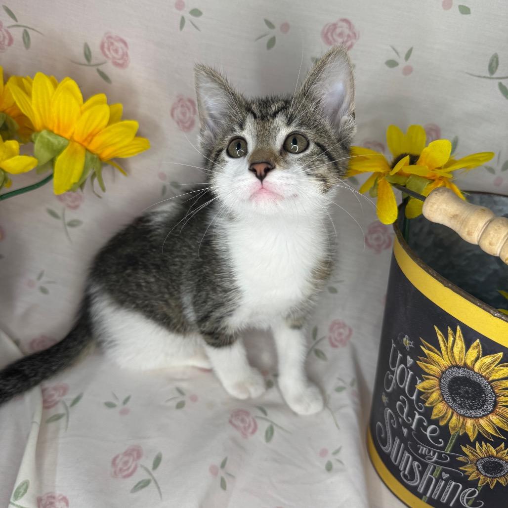 Brad, Adoptable, Kitten Male Domestic Short Hair.