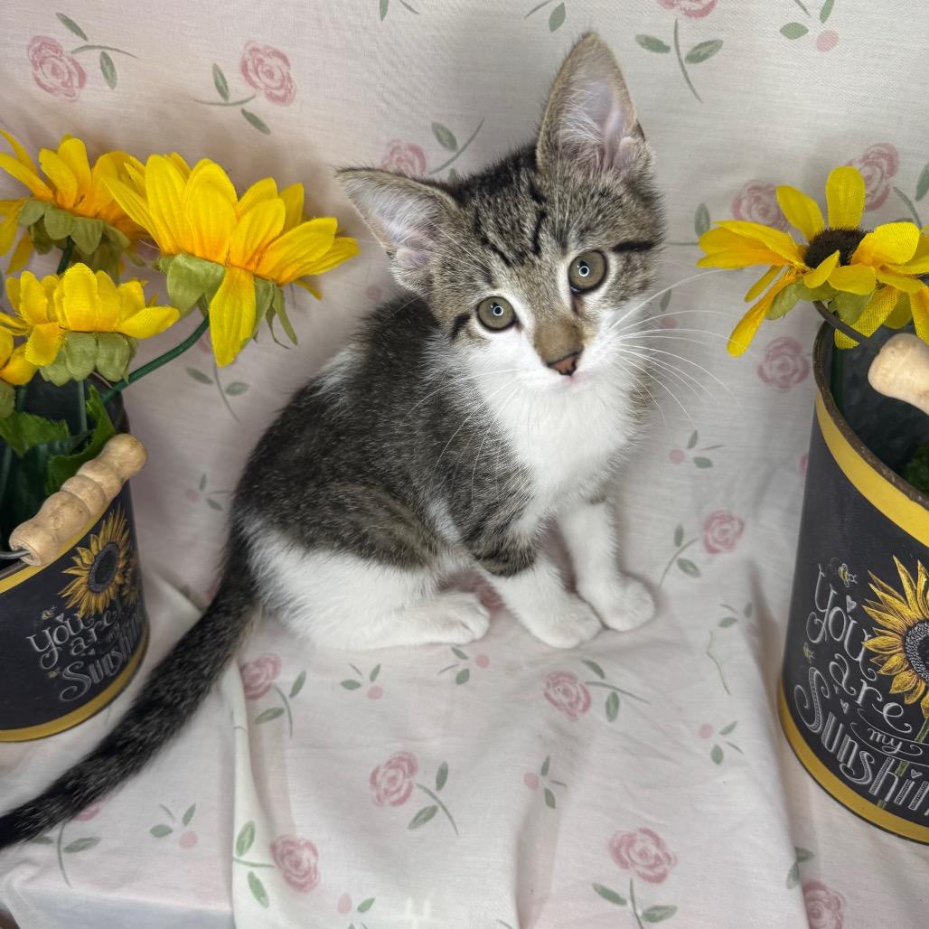 Brad, a Adoptable Domestic Short Hair in Mount Vernon, IL image 2/6