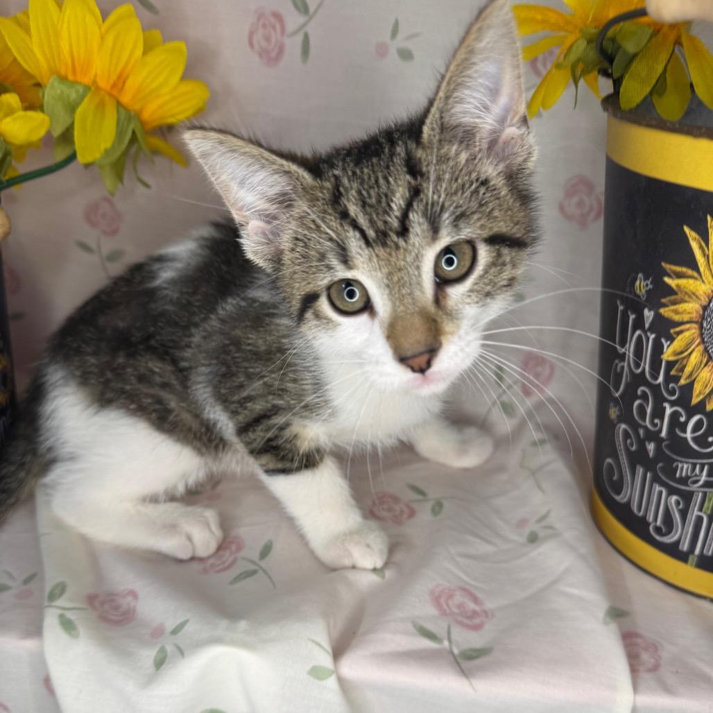 Brad, a Adoptable Domestic Short Hair in Mount Vernon, IL image 3/6