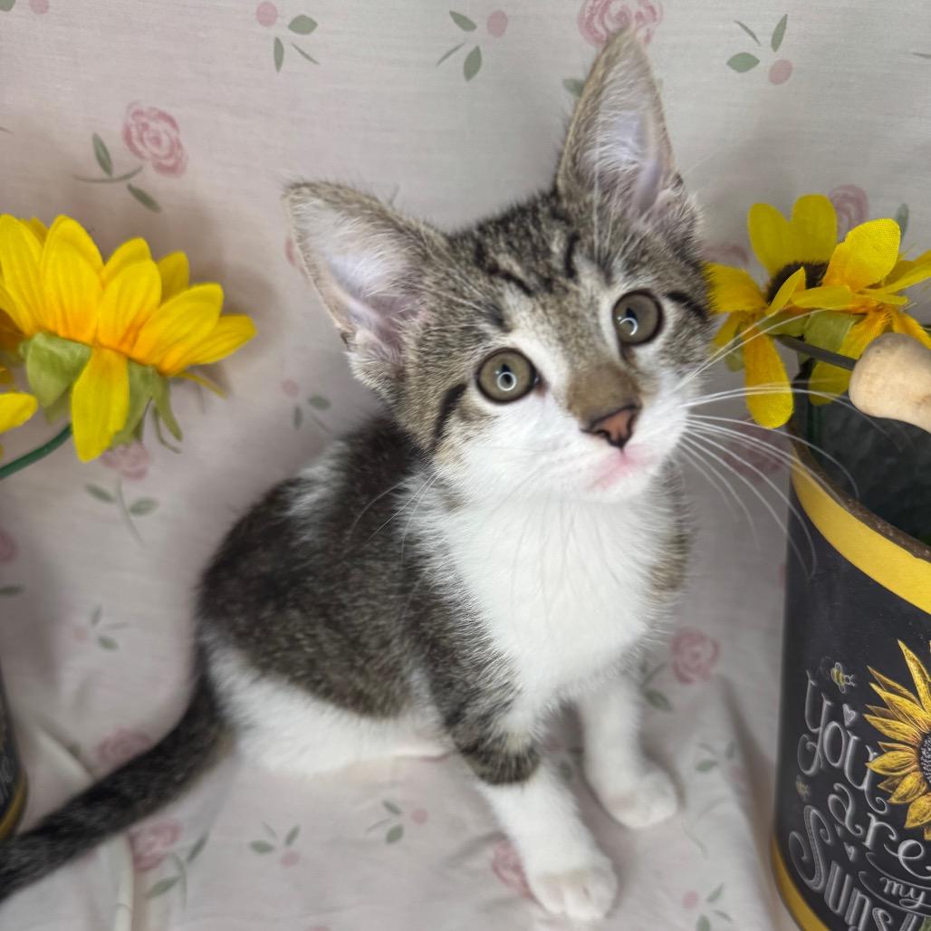 Brad, a Adoptable Domestic Short Hair in Mount Vernon, IL image 4/6