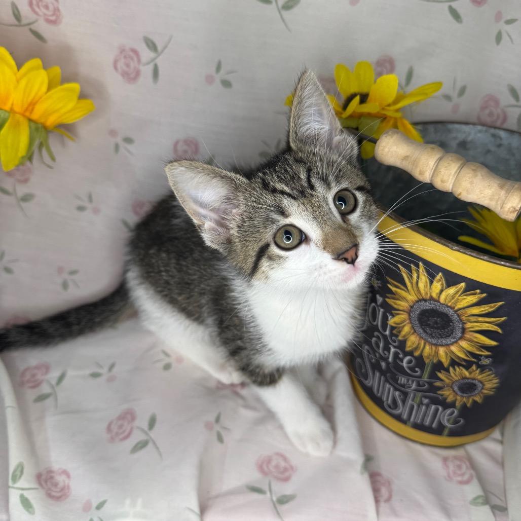 Brad, a Adoptable Domestic Short Hair in Mount Vernon, IL image 5/6